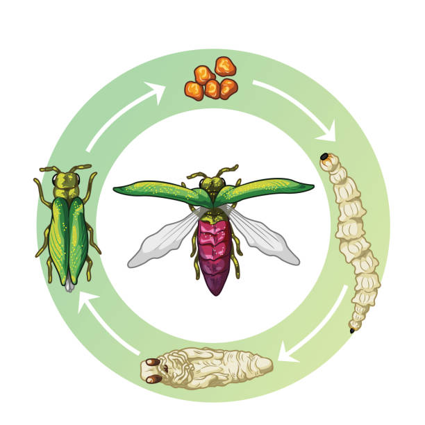 692 Invasive Species Illustrations & Clip Art - iStock | Invasive species kids, Asian carp invasive species, Aquatic invasive species 692 Invasive Species Illustrations & Clip Art - iStock | Invasive species kids, Asian carp invasive species, Aquatic invasive species