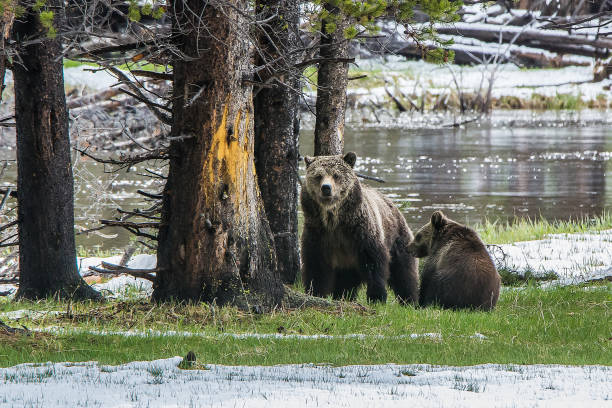 Grizzly bear and cub in Gibbon meadows area