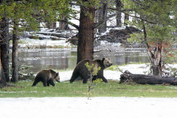 istock Grizzly bear mother and cub walking near river 1136706787