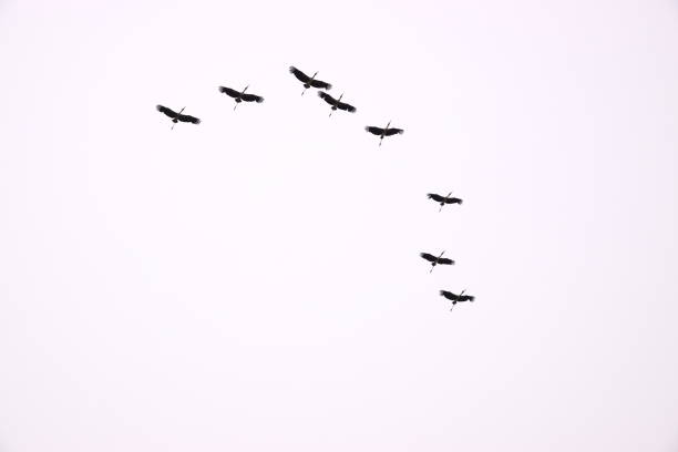a flock of birds with white background