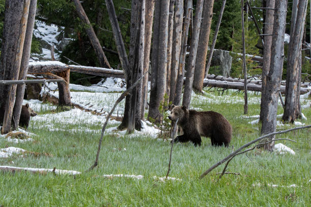 istock Grizzly bear mother and cub walking in meadow 1136708094