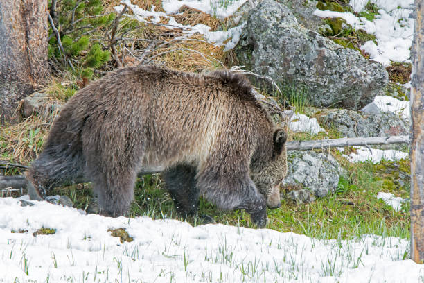 istock Grizzly bear cub walking near river 1136710752