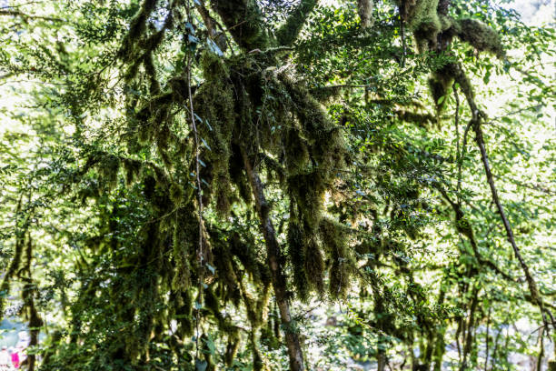 Boxwood Forest Kure Mountains Kastamonu Turkey