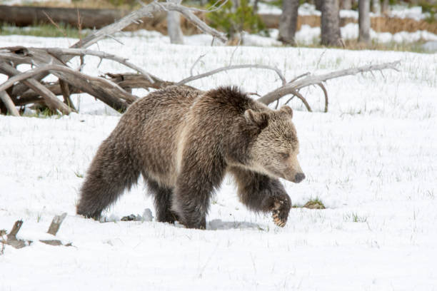 istock Grizzly bear mother and cub walking near river 1136710952