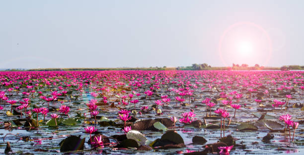 istock Red lotus sea 1136710999