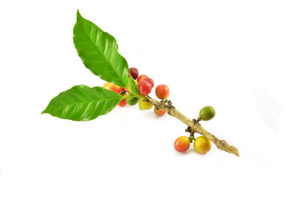 istock Fresh red green coffee beans and green leaf on branch isolated on white background 1136713232
