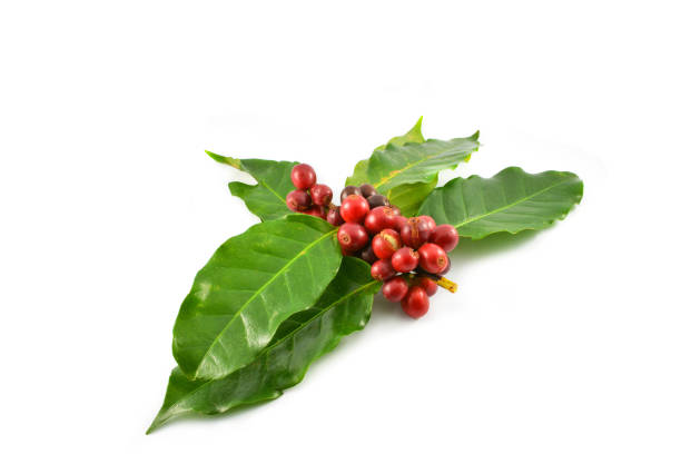 istock Fresh red coffee beans and green leaf on branch isolated on white background 1136713240