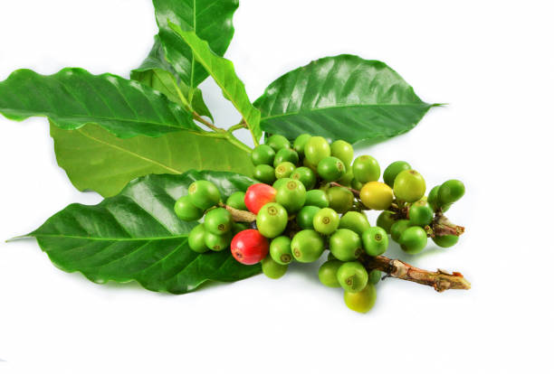 istock Fresh red green coffee beans and green leaf on branch isolated on white background 1136713242