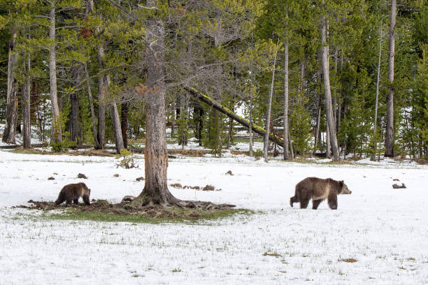 istock Grizzly bear mother and cub walking near river 1136713309