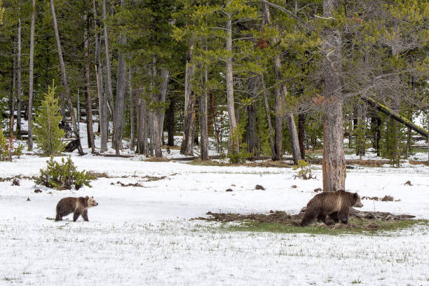 istock Grizzly bear mother and cub walking near river 1136713415