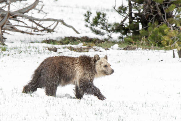 istock Grizzly bear mother and cub walking near river 1136713435