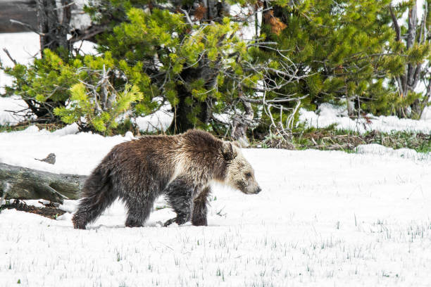 istock Grizzly bear mother and cub walking near river 1136713989