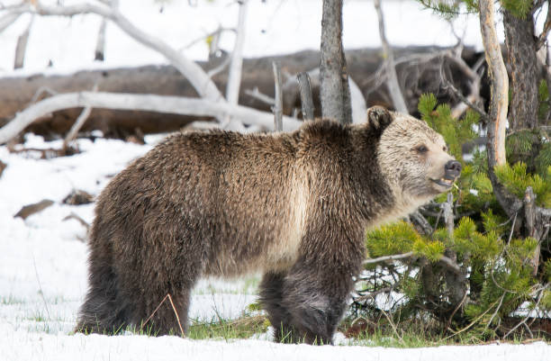 istock Grizzly bear mother and cub walking near river 1136714181