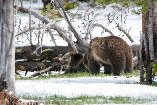 istock Grizzly bear mother and cub walking near river 1136715211