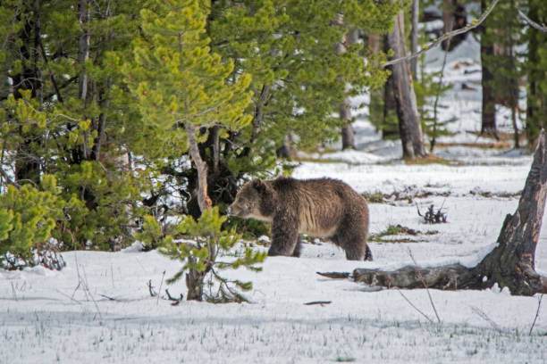 istock Grizzly bear mother and cub walking near river 1136715451