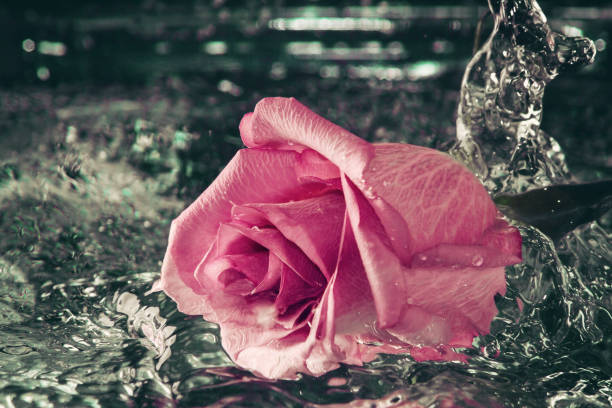 istock Rose falling into the water with a splash and spray 1136715458