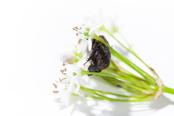 Flowers of Fresh Leek and black beetle