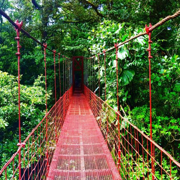 istock Red bridge crossing a rain forest in Costa Rica 1136716279