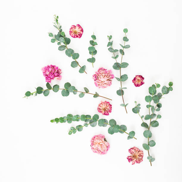 istock Floral composition of pink flowers and eucalyptus branches on white background. Flat lay, top view. 1136717006