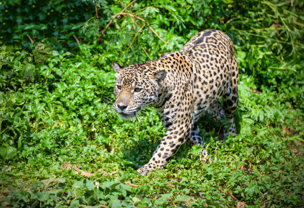 istock Tiger leopard jaguar animal wildlife hunting 1136717819