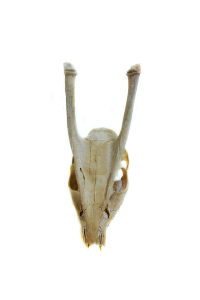 istock Bone goat animal skull isolated on white background 1136717827