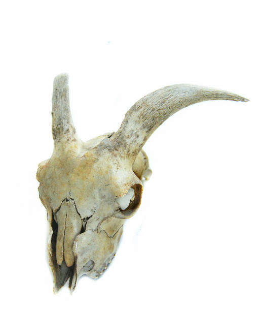 istock Bone horn goat animal skull isolated on white background 1136717834