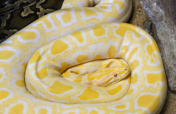 1,800+ Albino Python Stock Photos, Pictures & Royalty-Free Images - iStock