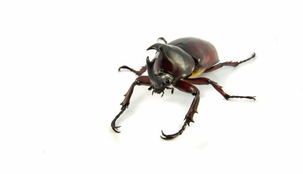 istock Rhinoceros Beetle isolated on white / Dynastinae beetle 1136717853