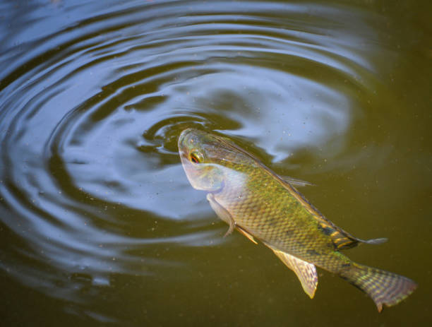 i pesci tilapia che nuotano in superficie nel fiume d'acqua vivono in naturale per l'ossigeno nella giornata estiva - tilapia foto e immagini stock