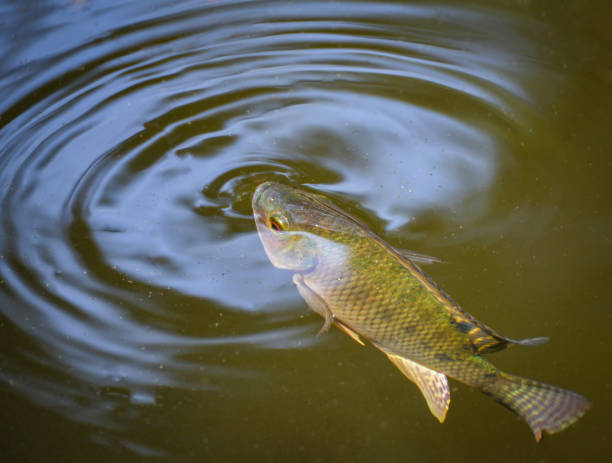 여름 날의 산소에 대 한 자연에 살고 있는 물 강에 있는 tilapia 물고기 수영 - tilapia 뉴스 사진 이미지