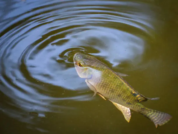 Photo of Tilapia fish swimming on surface in the water river live in natural for oxygen in summer day