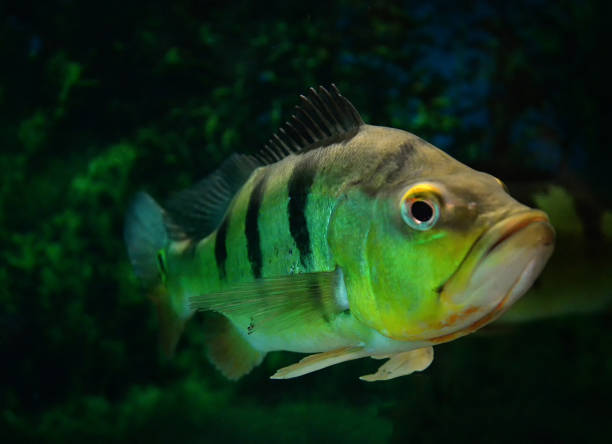 istock Butterfly peacock bass / beautiful cichlid fish tiger pattern 1136717877