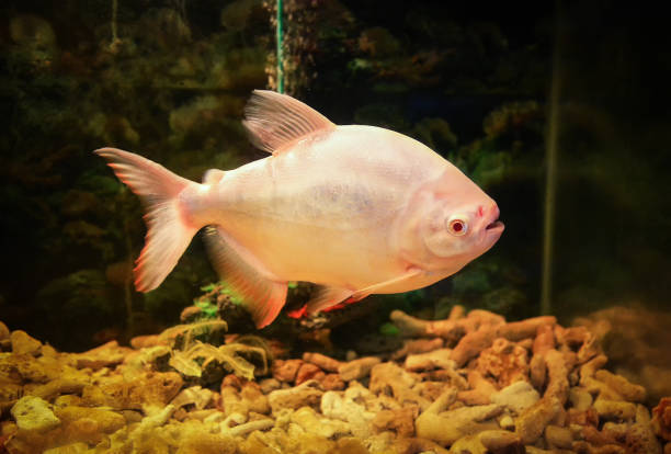 a photo of a pirahna fish mostly from the side