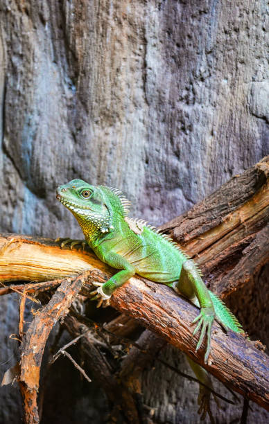 istock Chinese Green Water Dragon on branch tree 1136717909