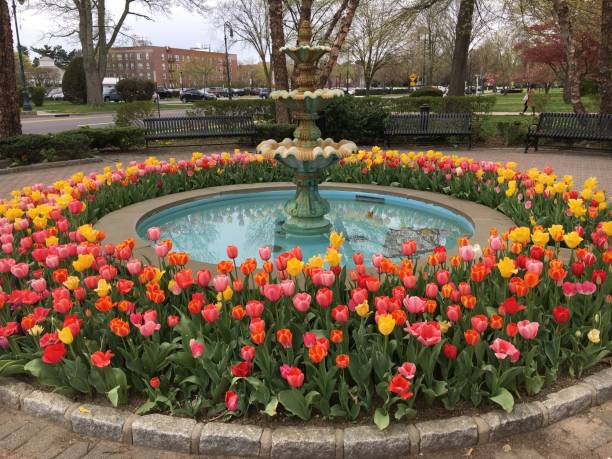 tulipani multicolori intorno a una fontana a garden city - fountain landscaped ornamental garden flower bed foto e immagini stock