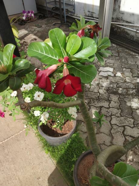 istock Flowers are hope of life 1136718805