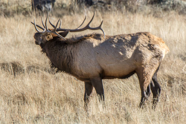 Autumn rutting season for elk which gather in large numbers in Rocky Mountain National Park
