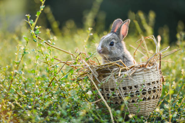 istock Cute rabbit sitting in the basket nature green meadow sunset background 1136720020