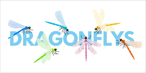 Dragonflies cartoon vector word concept banner. Damselflies sitting on text. Beautiful insects flying in garden. Blue and purple bugs illustration for biology, entomology magazine. Wildlife and nature