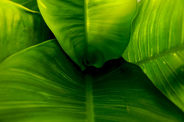 istock green leaves so beautiful for background 1136720064