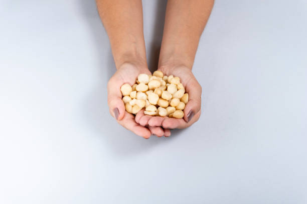 istock Macadamia. Female hand holding macadamia resting on gray background 1136720242