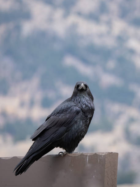 istock Black Crow Sitting on Wooden Sign Looking at the Camera 1136721485