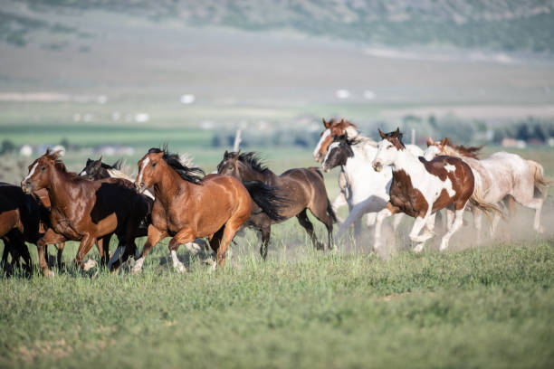 istock Running of the wild horses 1136721489