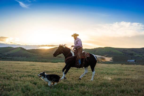 istock Senior cowboy horseback riding 1136721505