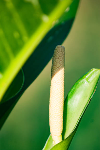 istock Beauty grass flower 1136721524