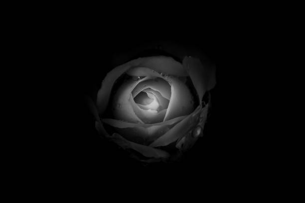 istock Beautiful Single Rose with Waterdrops on Black Background, Black and White style 1136721581