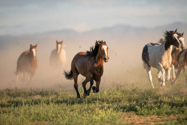 istock Running of the wild horses 1136722214