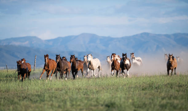 istock Running of the wild horses 1136722249