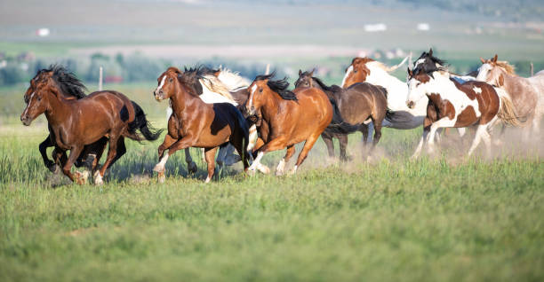 istock Running of the wild horses 1136722356