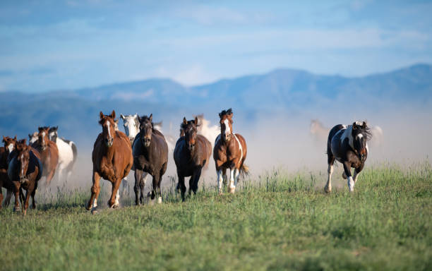 istock Running of the wild horses 1136722434